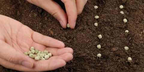 Kako posaditi grašak u otvoreno tlo sa sjemenkama